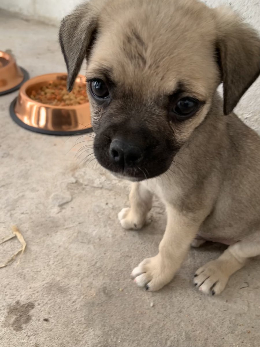 Me descuido dos segundos y David adopta un pug/chihuahua