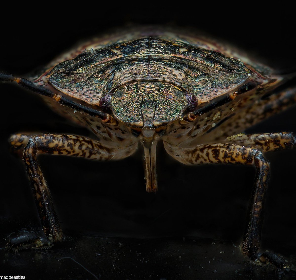 davidha60766557's tweet image. Shield bug

#omsolutions #photo #bug #park #Scotland #Glasgow #macrophotography #bugs #photographer #insect #thursday #ThursdayThoughts #Scottish

Follow @ Instagram.com/weemadbeasties