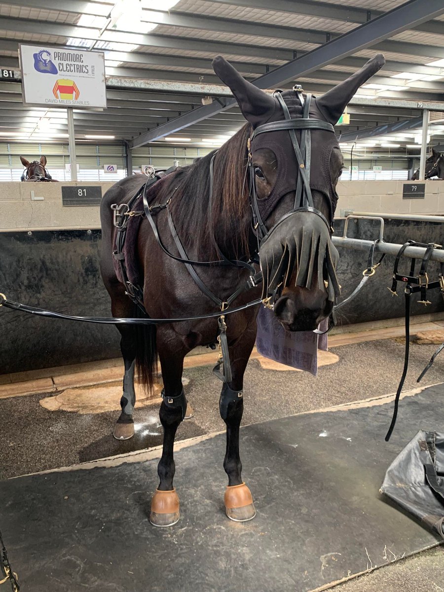 Anthony Webb (@apexguy01) on Twitter photo Big day for a breeder when one of the foals you bred is having their first race start, all the best to Lucy aka Rockinwithattitude and <a href="/MilesRacing/">Miles Racing</a> at Maryborough today ππ #Gottoloveatrotter Big day for a breeder when one of the foals you bred is having their first race start, all the best to Lucy aka Rockinwithattitude and <a href="/MilesRacing/">Miles Racing</a> at Maryborough today ππ #Gottoloveatrotter