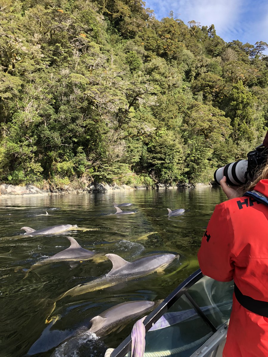 MarineOtago's tweet photo. PhD candidate Leah is currently exploring population dynamics, growth-rates, and distribution of bottlenose dolphins in Fiordland! Read about her awesome journey into marine science and research here: https://t.co/gH3F016S0V

@MMRG_UoO 
@leahmcrowe 
@otago https://t.co/1CMIpZf3Uo