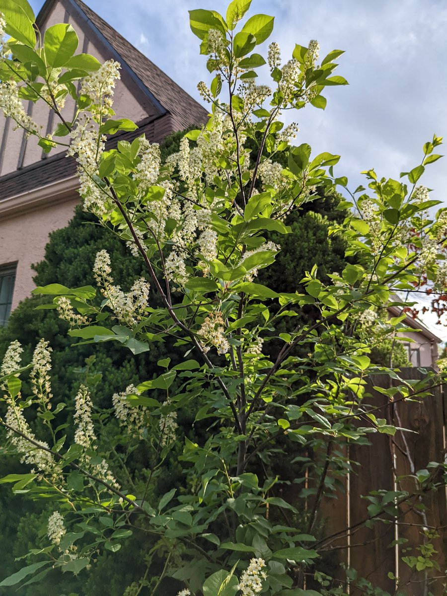 EarthLoveGarden's tweet photo. Chokecherry trees are lovely additions to any landscape. Chokecherries are abundant in Colorado and are very beneficial to bees, butterflies, and birds. They bloom in the spring (now) and  then produce small chokecherries in late summer that the birds enjoy well into the winter. https://t.co/FuDWex8Xys