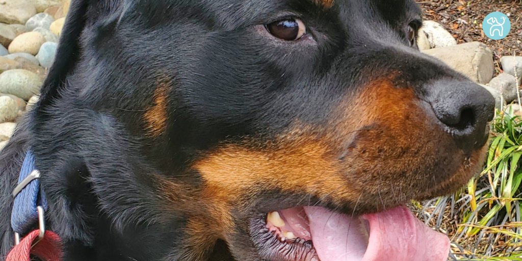 JWagable's tweet photo. Rufus shows off his tongue-rolling skills. #TalentedDog https://t.co/K8R4kmrkAX