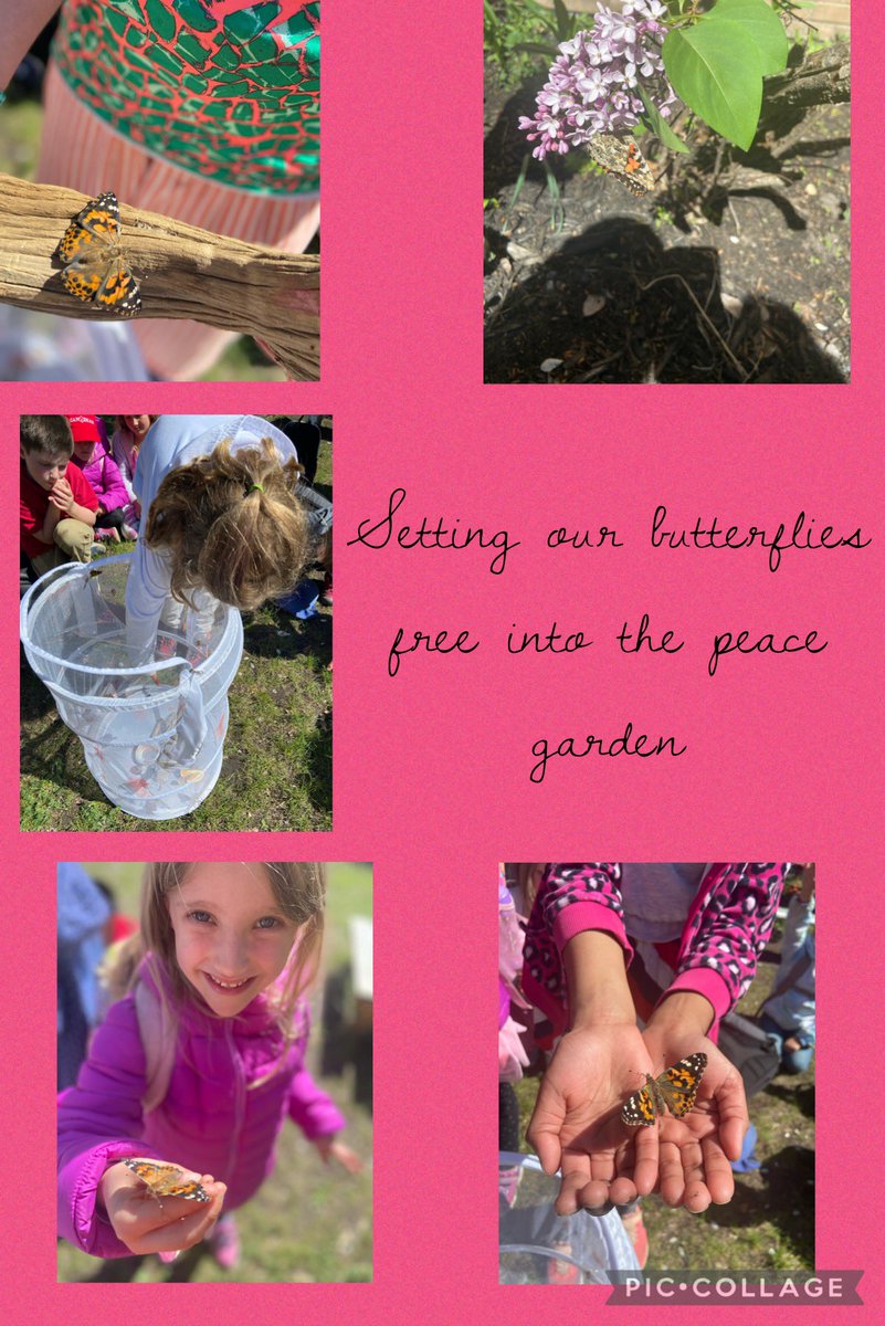 Setting our butterflies free into the peace garden #Butterflies #butterflyway @StAnneOCSB