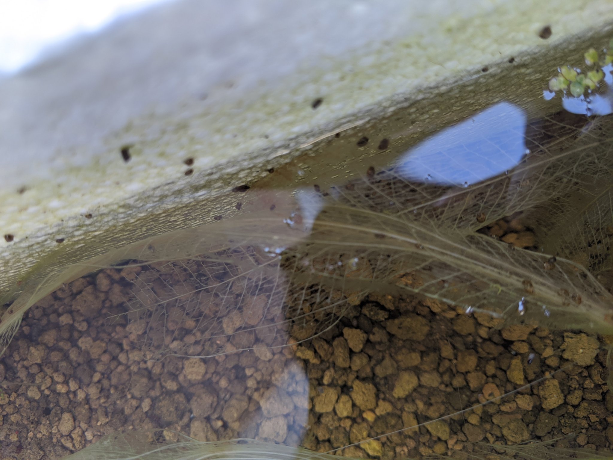 تويتر お餅 634 على تويتر マーキング残るの良き エキノドルス ウルグアイエンシスバリエガータ T Co 16gsxnawmi