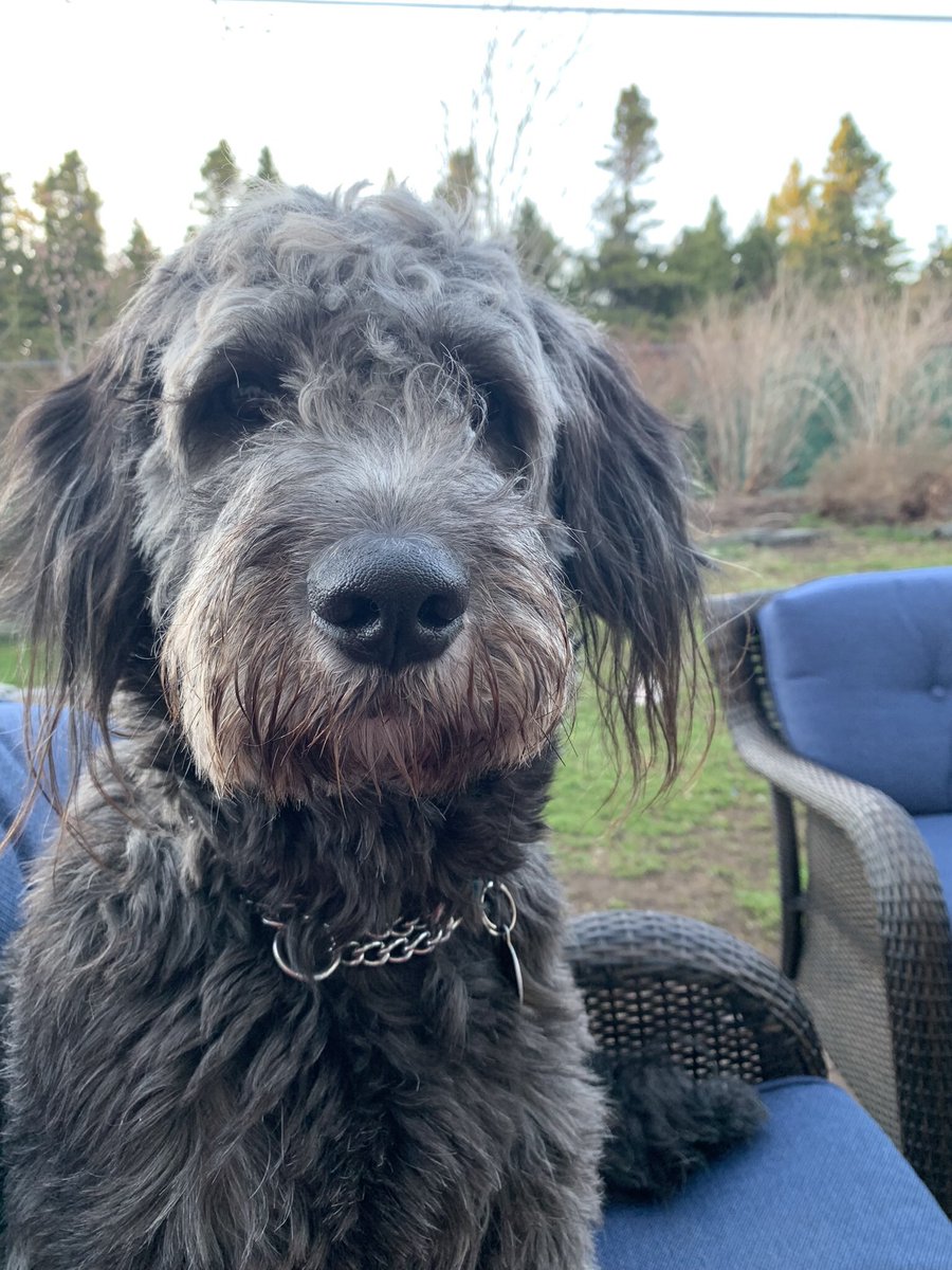 howie_aka's tweet image. Is the weather finally changing?  Looks good to me! #howie #dogsoftwitter #springorsummer