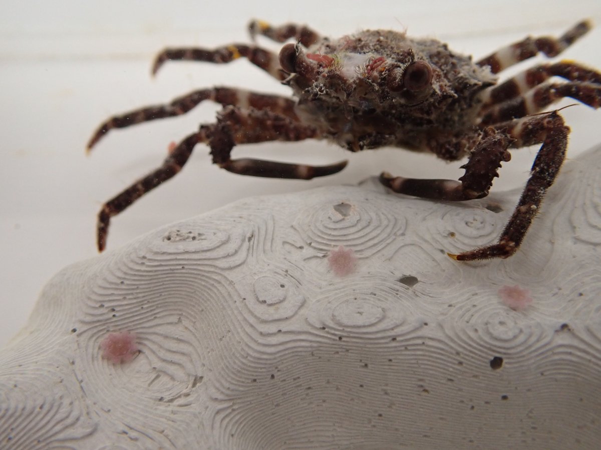 Kenny Wolfe (@kennylwolfe) on Twitter photo We have some exciting news on novel predators of the crown-of-thorns starfish (#COTS). Our work in progress on new allies of the reef <a href="/AmeliaDesbiens/">Amelia Desbiens</a> <a href="/petemumby/">Peter Mumby</a> @GBRFoundation
Check it out at:
facebook.com/greatbarrierre…
OR
linkedin.com/feed/update/ur… We have some exciting news on novel predators of the crown-of-thorns starfish (#COTS). Our work in progress on new allies of the reef <a href="/AmeliaDesbiens/">Amelia Desbiens</a> <a href="/petemumby/">Peter Mumby</a> @GBRFoundation
Check it out at:
facebook.com/greatbarrierre…
OR
linkedin.com/feed/update/ur…