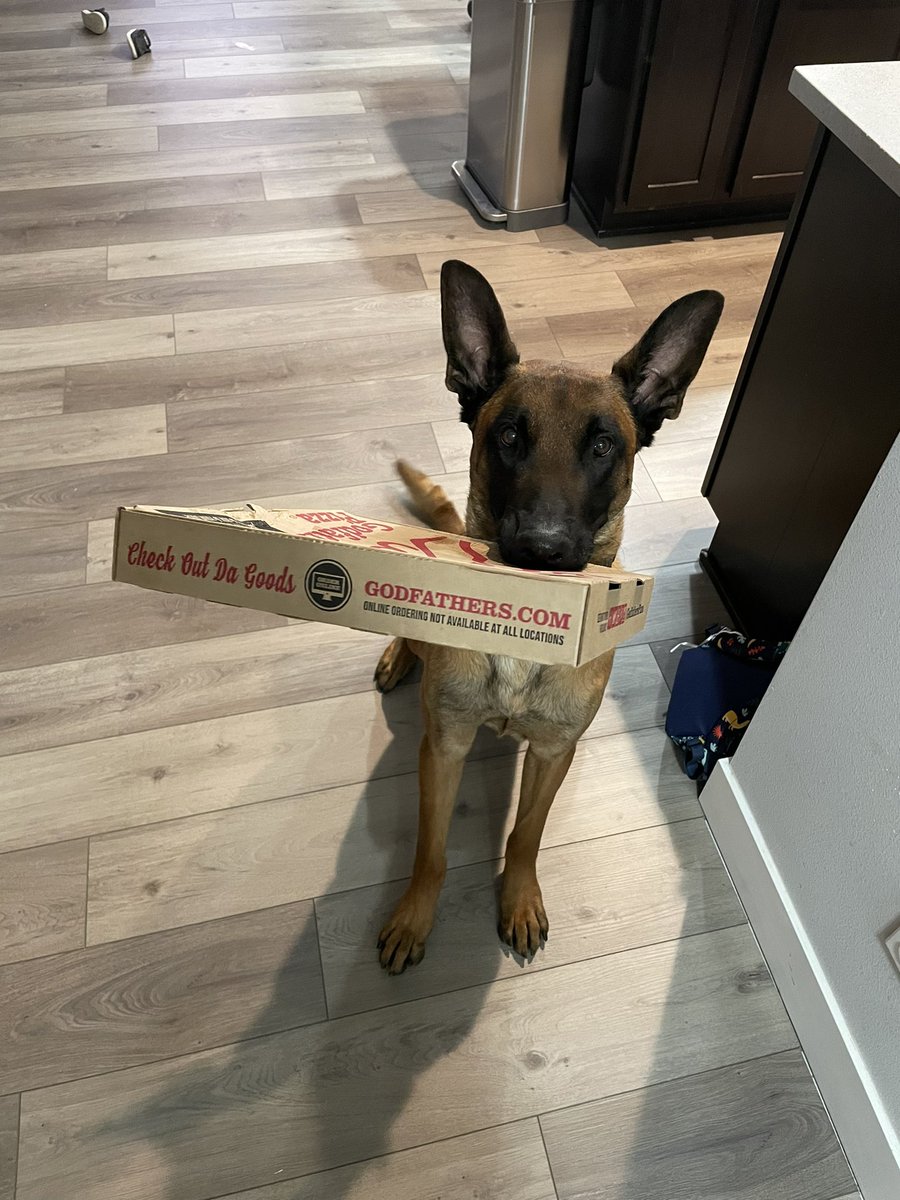 APDK9DUKE's tweet photo. Did somebody order a pizza???? I found this pizza, thought it was yours. What you do if this guy shows up to your doorstep holding your pizza?? Should be a model!!!!
#k9duke #policedog #policek9 #pizza #godfatherspizza #deliveryboy #delivery #service #model #homelife https://t.co/i7q5Ldvmw3