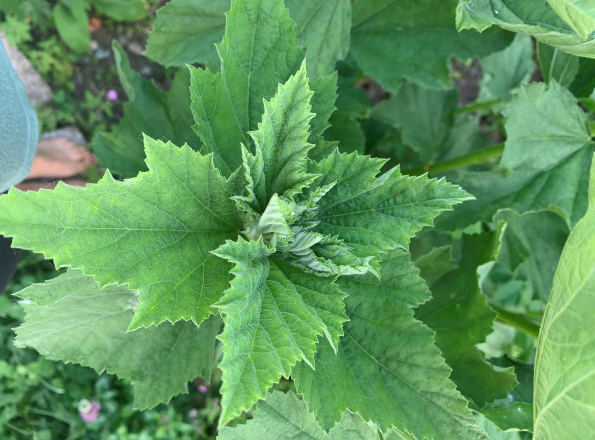 herbwell's tweet photo. Medicinal Plant Starts available in-store now include Ashwagandha, Spilanthes, Meadowsweet, and Calendula among others. Herbs for Hormonal Balance and Fertility. Liver Love. New Hours beginning in June and more in our monthly newsletter! https://t.co/bEnW9c8Bsg https://t.co/Dmy8vI6Z8y