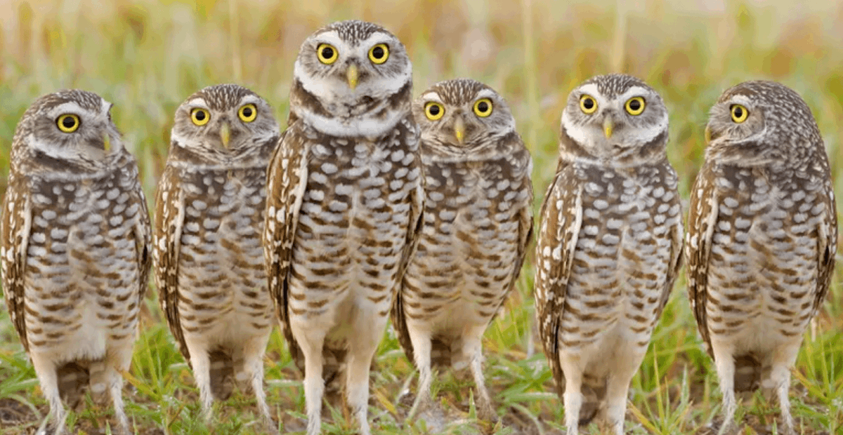 Me and the #moonbirds fam🦉 watching people fomo in before first month completion of nesting. ✅

<a href="/moonbirds/">Moonbirds</a> standing strong! #birdfollowbird