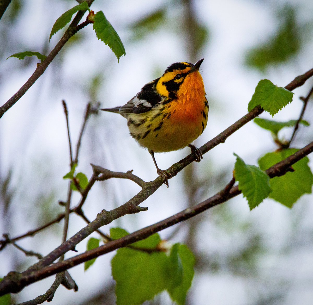 sidequestnb's tweet image. Last Sat was #globalbigday, where you share #birding observations on @Team_eBird in massive citizen science effort. 

I ventured out 2x, w early AM in back yard proving most successful - 6 new ones to #lifelist, incl a Blackburnian #Warbler, in town to find ❤️ and eat ALL the 🐛