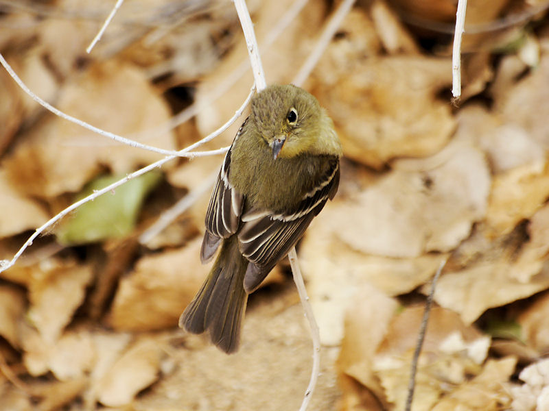 Optics4Birding's tweet photo. Pacific-slope Flycatcher (Empidonax difficilis) is a common resident breeding species in much of Orange County. Some areas like Serrano Creek Park hosting multiple pairs within a short distance. #Birdwatching #Optics4Birding https://t.co/2EEYvg7eW1