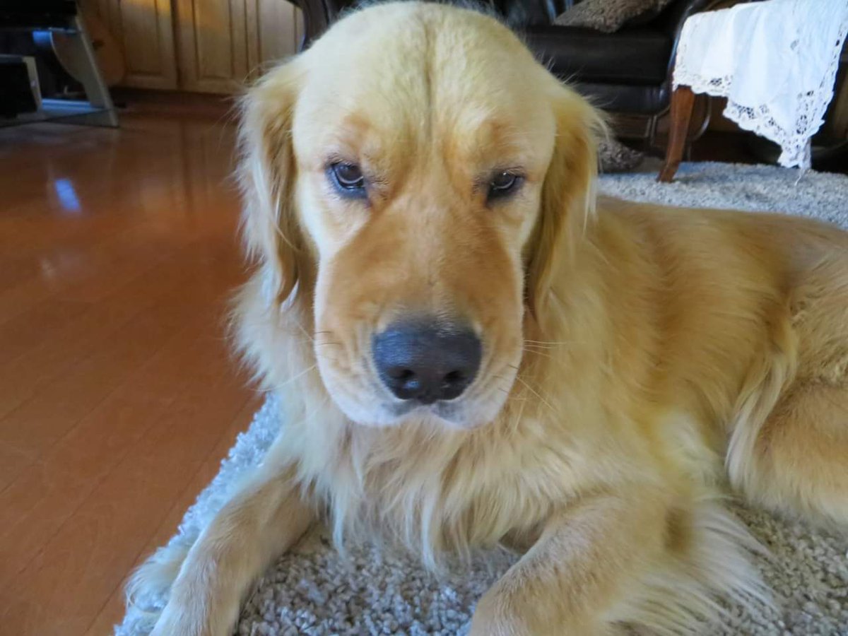 SMGLIBRARY_CSSD's tweet photo. @MikeBoldt @devpetty This is poor Kaiser after he ate a wasp. Not a Bee! Trip to the vet and an allergy shot but never tried that again #myboopisswollen https://t.co/TgNZiToE3S