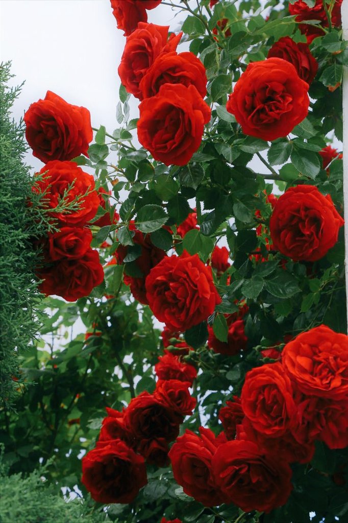 ElenSaf21's tweet photo. "There is no doubt that a rose flower is amazing ... because it is beautiful and also because it grows up in the middle of thorns" ๐น๐ฅ
.
.
.
.
.
#roses #redrose #redroses๐น #nature #naturelovers #naturelover #rosequotes #quotes https://t.co/py6dHfF1mt