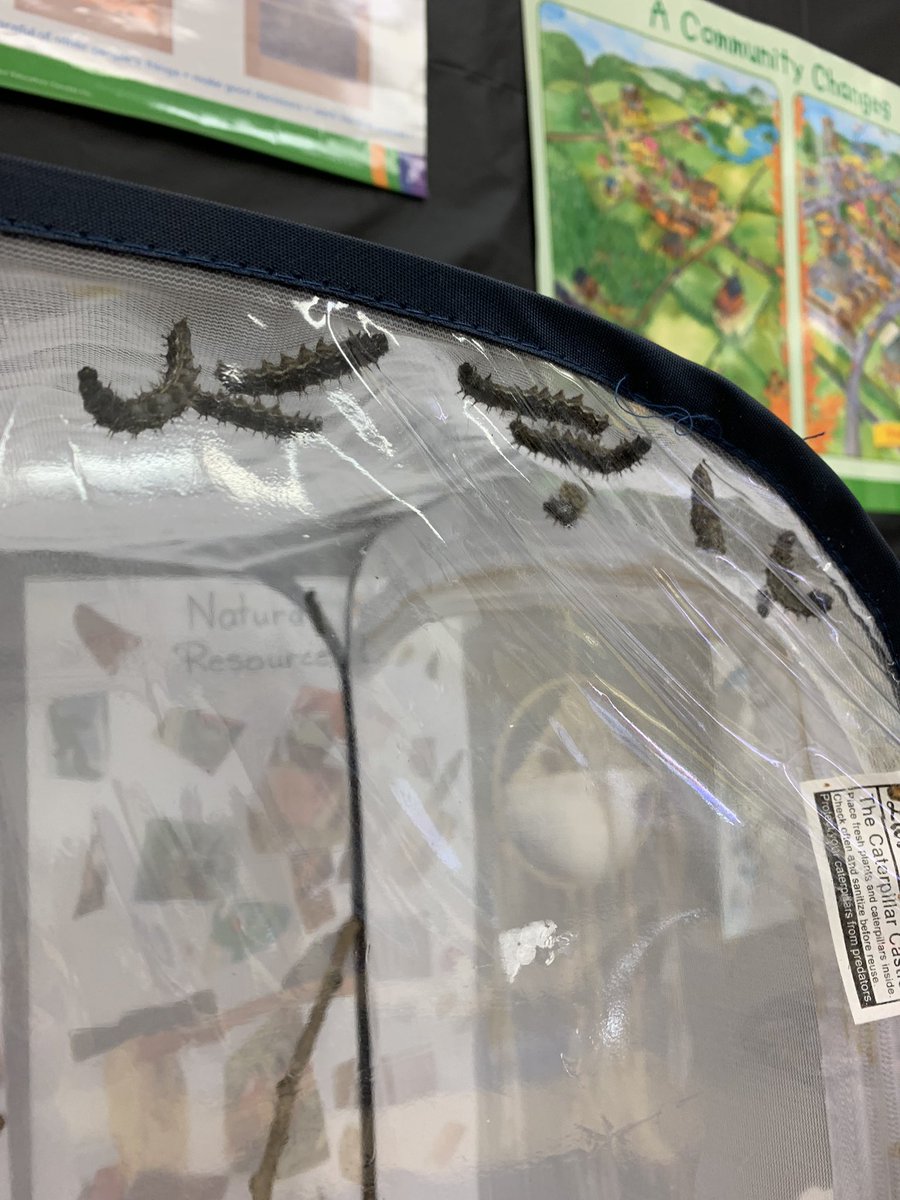 NBSchoolPRSD8's tweet photo. Bigger and fatter and moving into the pupa stage! Exciting to watch them climb, attach themselves, and become a chrysalis! https://t.co/JgVAr7qWDB