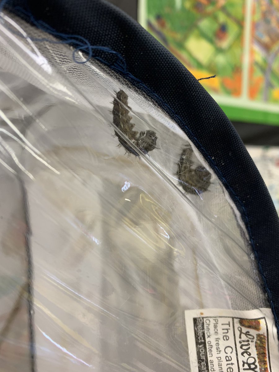 NBSchoolPRSD8's tweet photo. Bigger and fatter and moving into the pupa stage! Exciting to watch them climb, attach themselves, and become a chrysalis! https://t.co/JgVAr7qWDB
