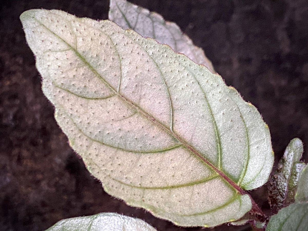 moregoro's tweet photo. 本日の朝草。ファイルNo.251

Hemigraphis alternata
from Pulau Nias [HW0819-02]

https://t.co/UwDY8fwrdX
Instagram ID moregoro5016

#Hemigraphis
#HW https://t.co/E3o6SoA53J
