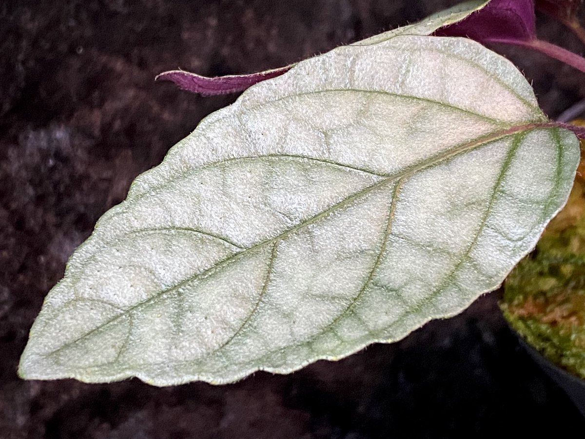 moregoro's tweet photo. 本日の朝草。ファイルNo.251

Hemigraphis alternata
from Pulau Nias [HW0819-02]

https://t.co/UwDY8fwrdX
Instagram ID moregoro5016

#Hemigraphis
#HW https://t.co/E3o6SoA53J