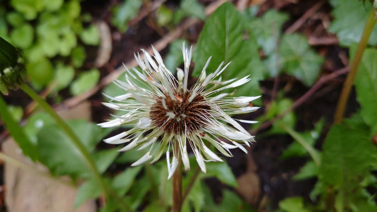 DarkMortadelle's tweet image. Happy Thursday