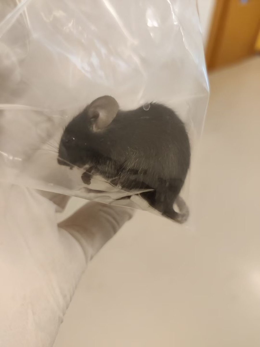 How often would you get visitors like this in your fly room?