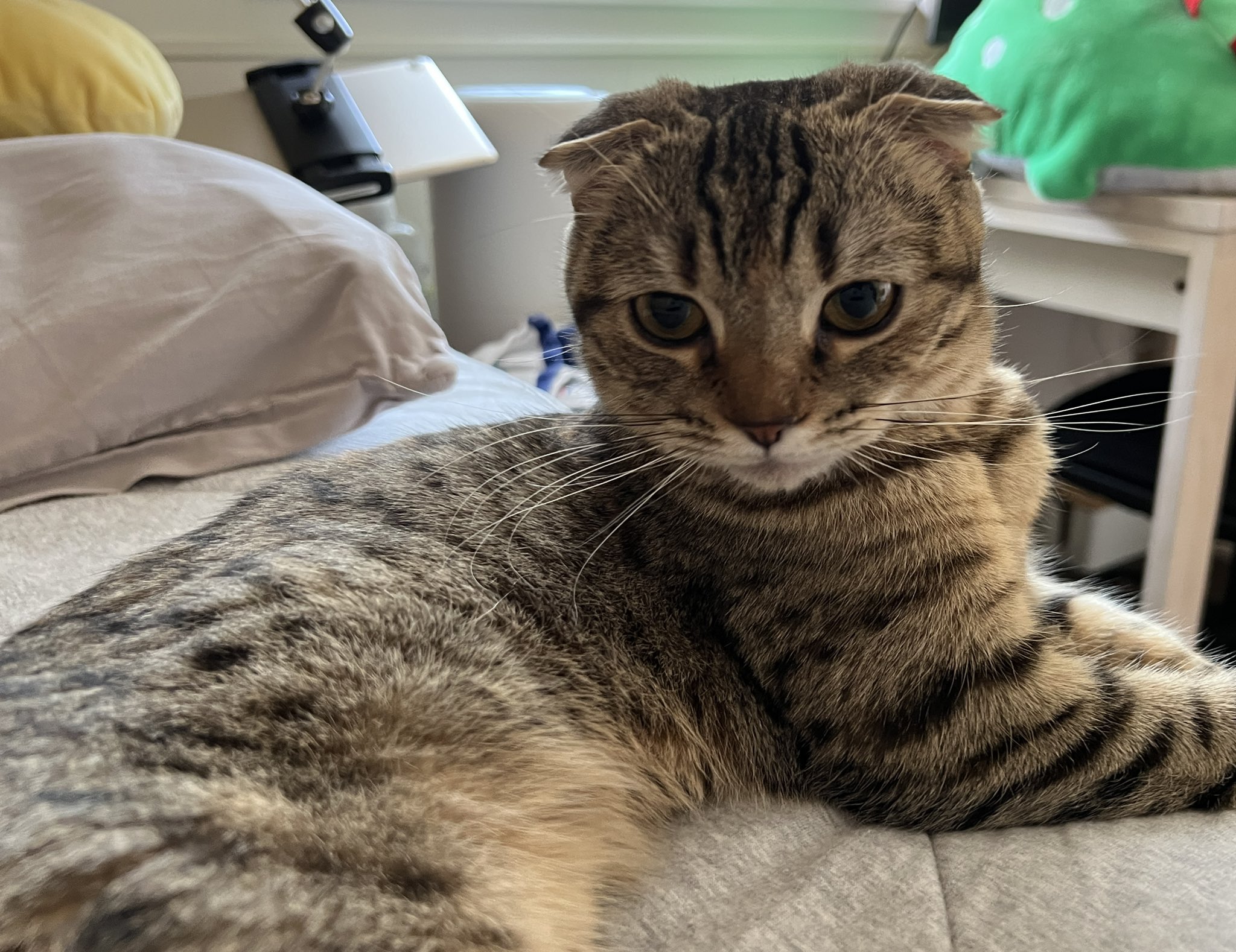 jun misaki ホビラン26御礼 デザイナー 月下麗人 on Twitter "matsutake_cat お耳が可愛いです♥