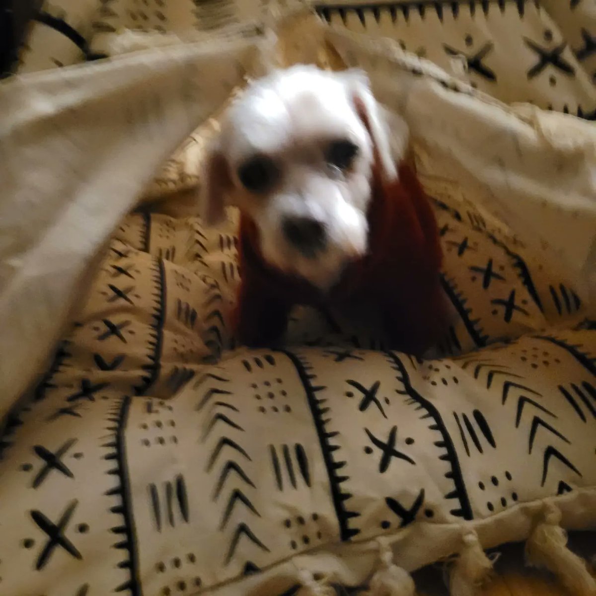 Kaseigh3's tweet photo. Princess #BittyWhite reliving her role as #Pocahontas because we love the movie! #DogsofTwittter #Maltese #Yorkie #Morky #8LB #Sweetheart #RescuedDog https://t.co/CMArimCuMC