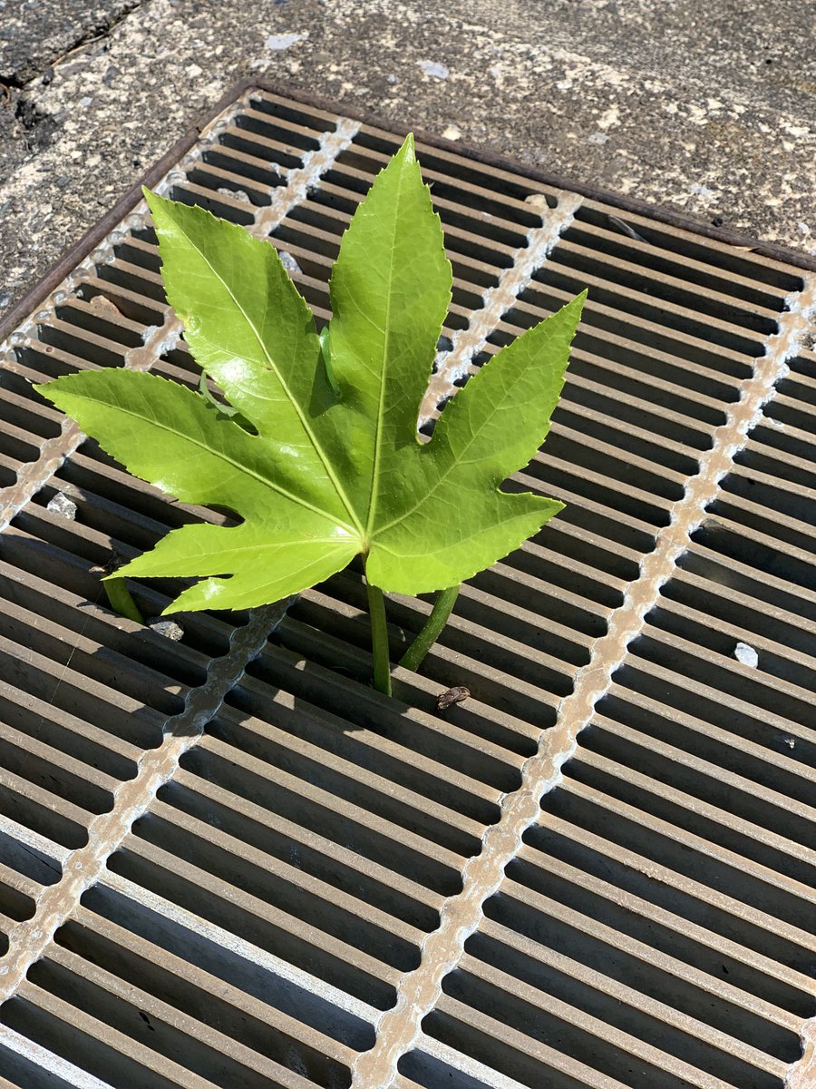 HYT3922's tweet photo. ど根性HEMP！！！
#大麻？ #HEMP #ど根性 #家の前
#ネタ #やばち #アズレア #MotherFucker 
#AGANG #仮想通貨 #Bitcoin #バイナンス https://t.co/Rb7i9eB8i8
