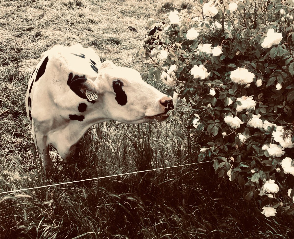 Take a moment.  Smell the roses.

#gardenvarietybivalvebovine
#bovinelifebalance
#pasturetopeaceful