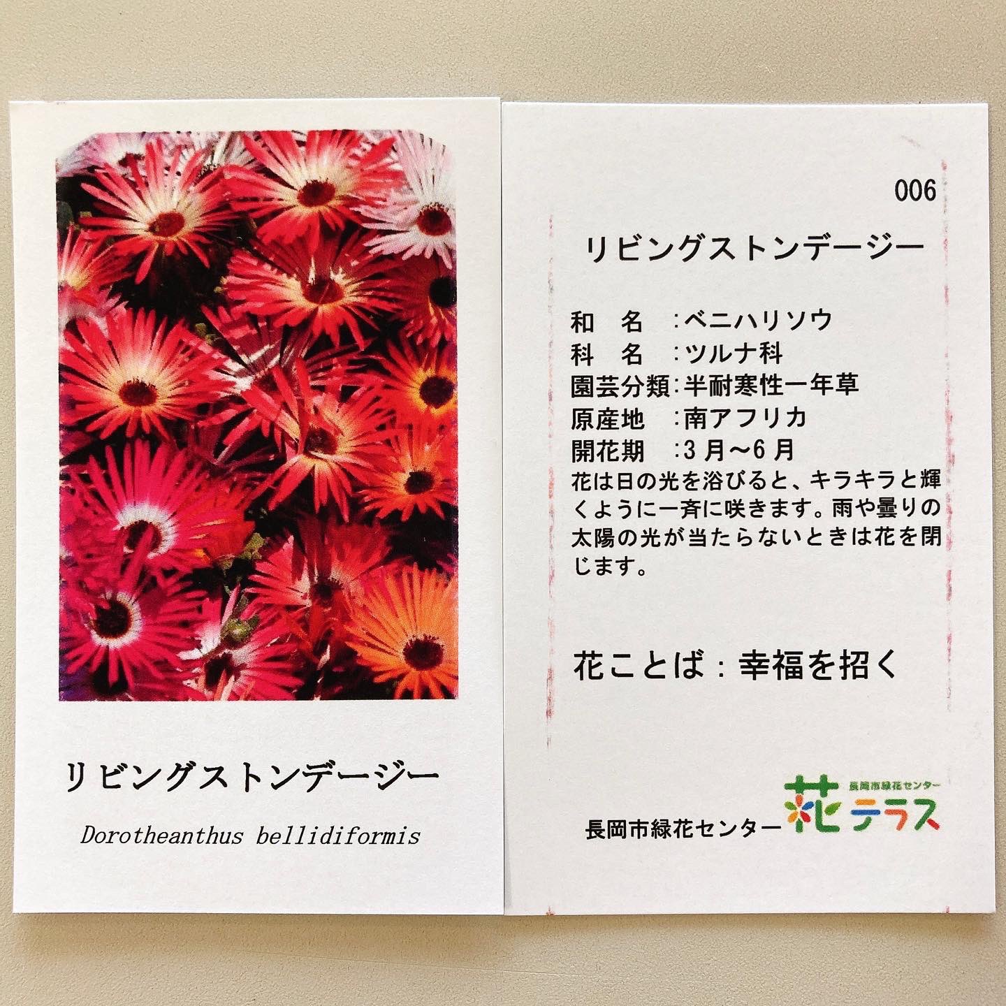 長岡市緑花センター 花テラス Hana Terrace Twitter