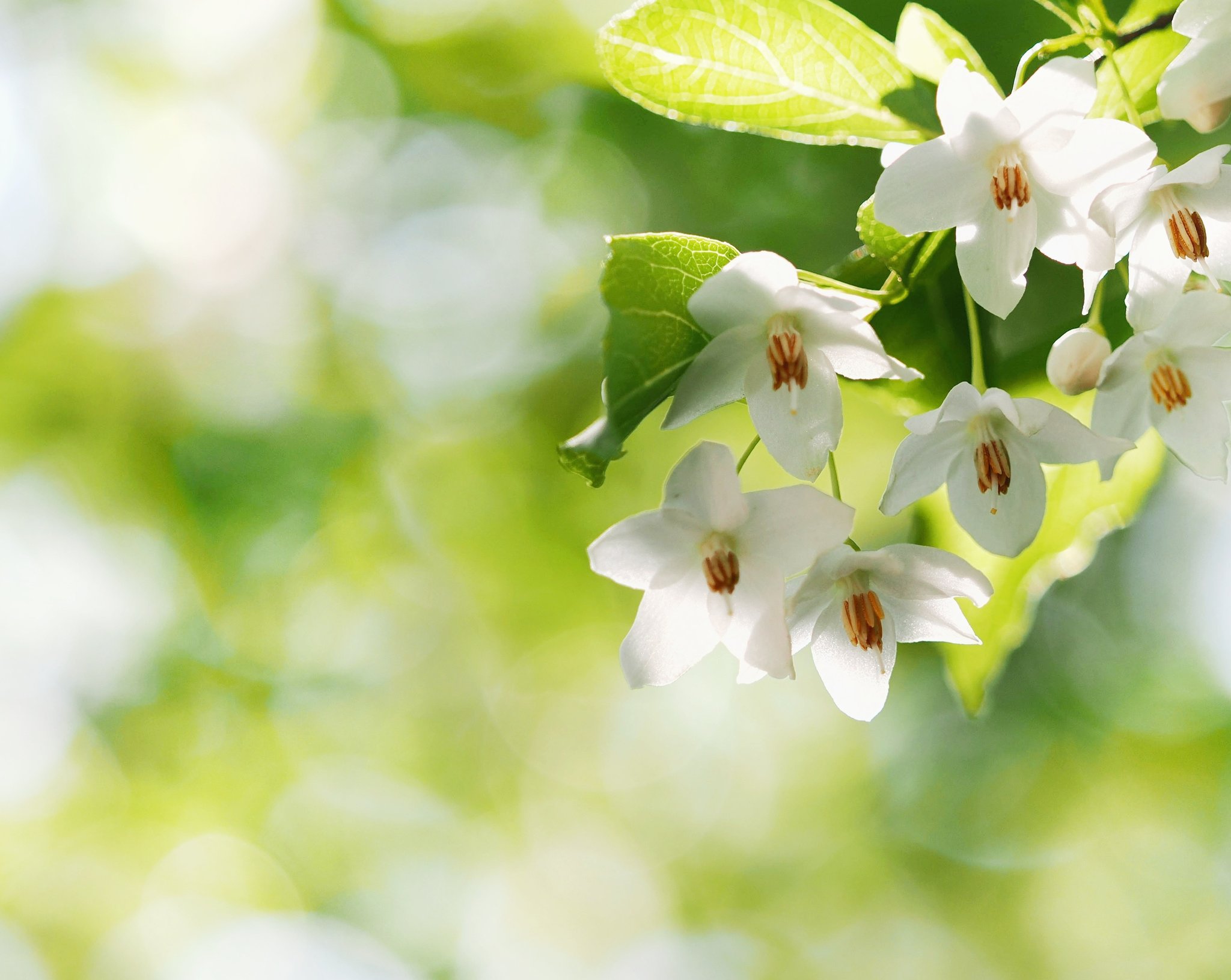 まふぃん ユキヒョウ舎前のエゴノキの花が満開です エゴノキの花や葉っぱに隠れてガビチョウが囀ずり スズメがユキヒョウ舎内で捕えた獲物 虫 をここに運んでゆっくり食べてます 多摩動物公園 エゴノキ T Co Gcja9hscyl Twitter