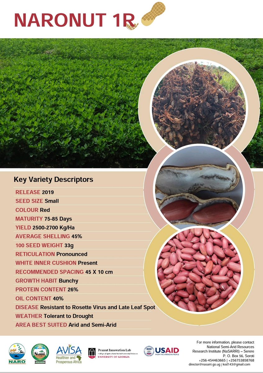 Know your favourite Improved groundnut varieties commercially grown in Uganda
Day 4: NARONUT 1 RED
<a href="/CGIARnutrition/">CGIAR Nutrition</a> <a href="/narouganda/">NARO Uganda</a> <a href="/issd_uganda/">ISSD Uganda</a> <a href="/RIFMakerere/">Makerere University Research and Innovations Fund</a> <a href="/dpmirembe/">Drake P Mirembe, PhD</a> <a href="/aBiDevtFinance/">Agricultural Business Initiative (aBi)</a> <a href="/8TechConsults/">Eight Tech Consults Ltd</a> <a href="/kodnate/">Kalule Okello David</a> <a href="/AvisaProject/">AVISA Project</a> <a href="/USAID/">USAID</a>
