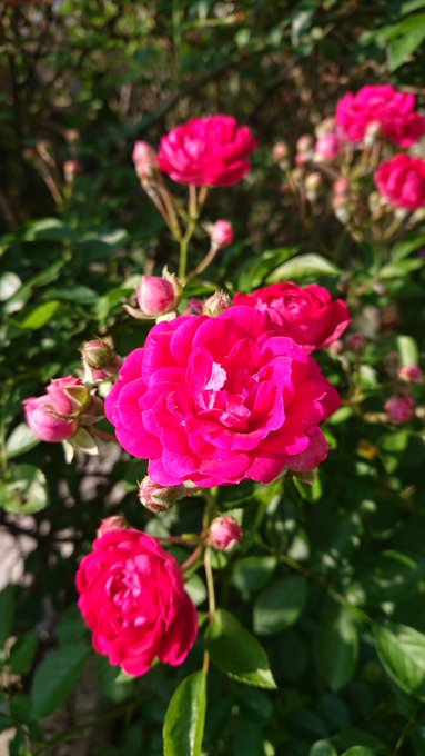 菊のtwitterイラスト検索結果