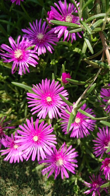 菊のtwitterイラスト検索結果