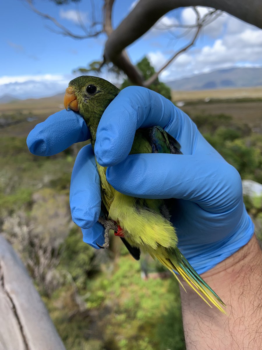 teamswiftparrot's tweet photo. Putting orange-bellied #parrots back into their nests involves some nice scenery https://t.co/Mo3jMoL5mC