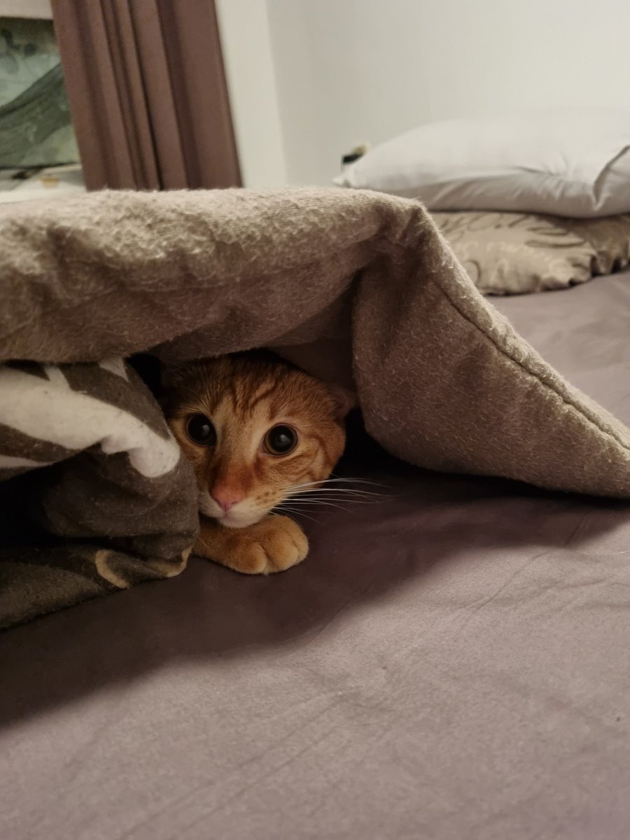 daimsteen's tweet image. Goodnight