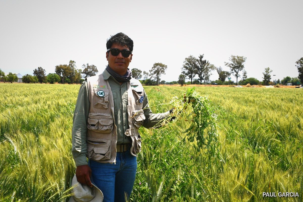 Estamos evaluando dos especies de Vicia.

Ya resolvimos: método, densidad, nodulación

Y con esto resolveremos si además de rotación interlineada también será rotación inter-especie.

Así es la agronomía, método.