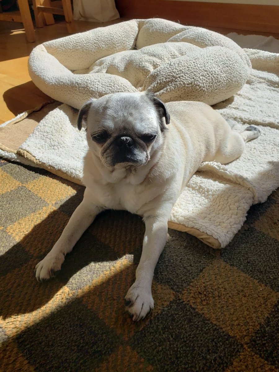 AnjouPug's tweet photo. Life's better when you have a good sun patch!🌞😎#welcomeSun #puglife #dogsoftwitter https://t.co/wyQVT8OdZ6