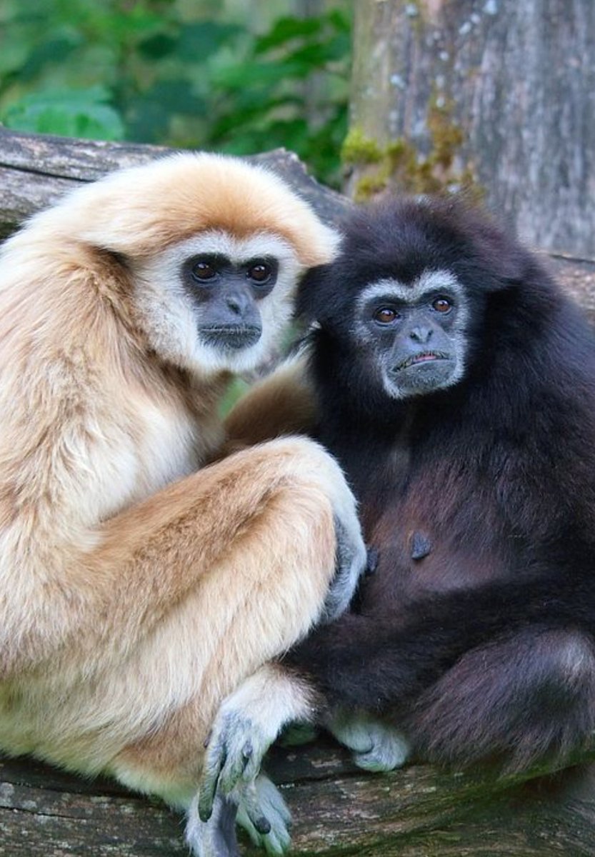 EFXBT's tweet photo. @AppliedPrimate
#wheresdoc
Spotted Dr. GIBBONS in the Bangladesh forest ๐
Mating ๐ค, wen minting offsprings tbh
#BAYC #MAYC #BoredApeYachtClub https://t.co/SxA9r2VtMI