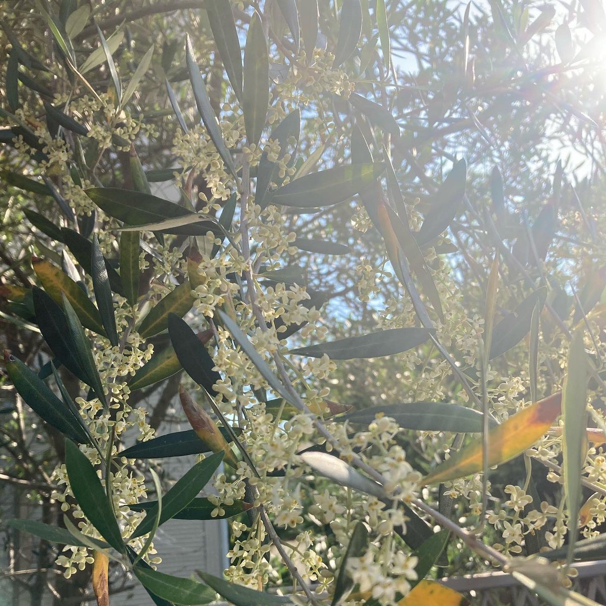 H_Hrt's tweet photo. 今、ウチのオリーブの木が満開で花が咲いています。
それに伴ってコペンさんは花粉と花びらまみれの状態です(´・ω・｀)
#コペン #コペンローブ #ダイハツ #la400k #copen #daihatsu #オープンカー #オープンカーのある生活 #conbertible  #オリーブ #olive https://t.co/jq3iNLhzBA