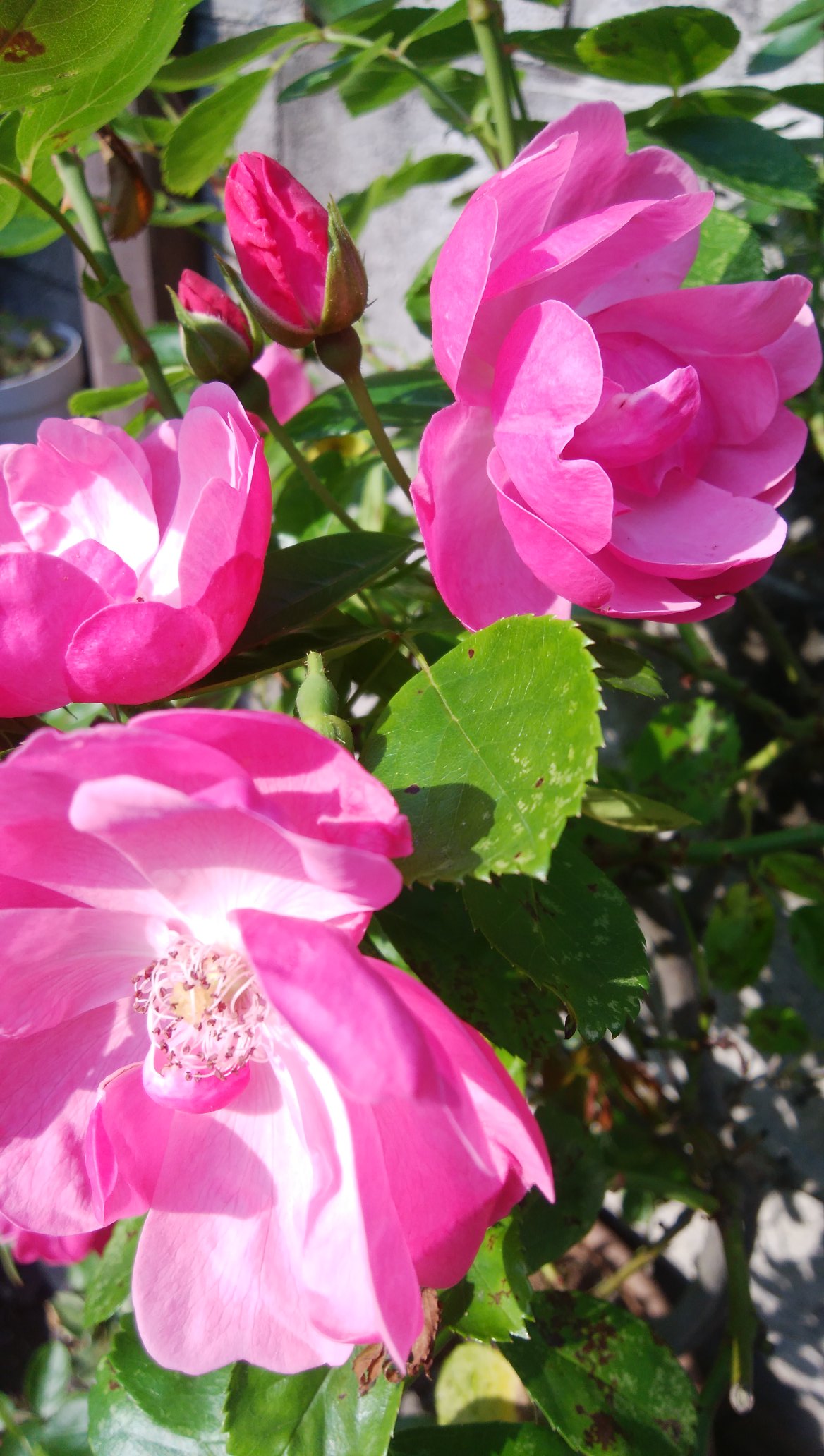 ふるみる農園 Momo 今朝撮ったうちの薔薇 アンジェラです ももニャンさんのアイコンのピンク色と似てる アンジェラちゃんの名前と被るからか ももニャンさんのイメージ O T Co Ogmivw8zng Twitter