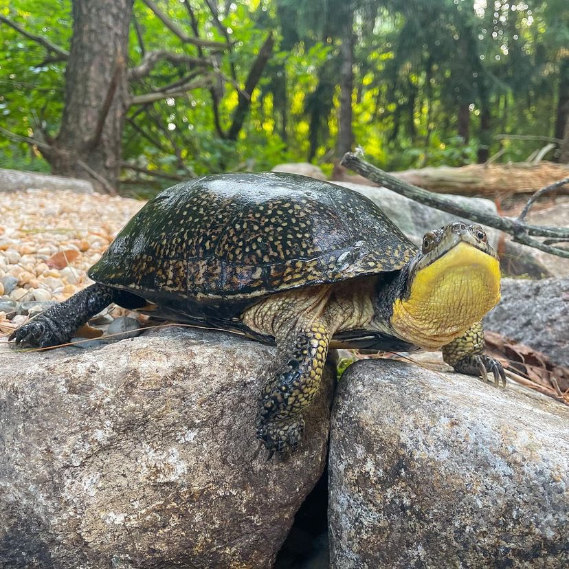 gardentortoises's tweet image. A female Blanding’s turtle (Emydoidea blandingii) exploring the edge of one of the new Aquascape ecosystems this afternoon. 
#blandingsturtle #emydoideablandingii #turtlepond #turtlesofinstagram