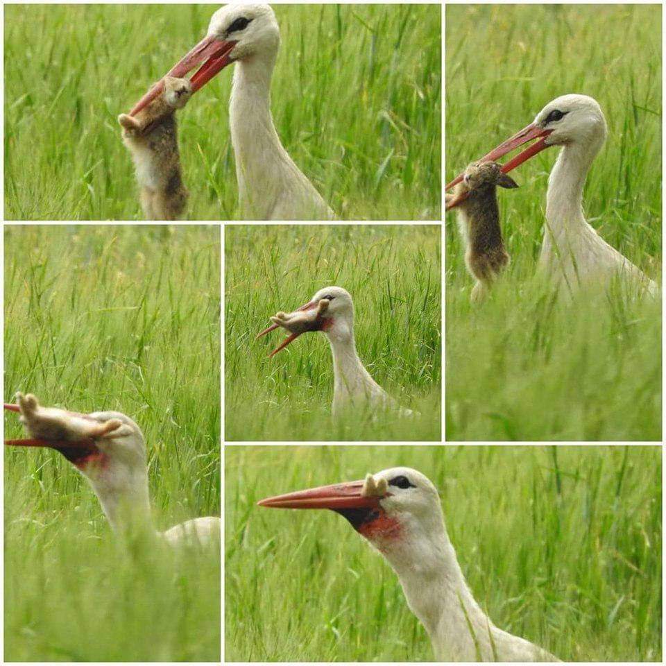 "Se dice que a los bebés los traen las cigüeñas". Qué hermosa historia verdad, lástima que las cigüeñas sean carnívoras.