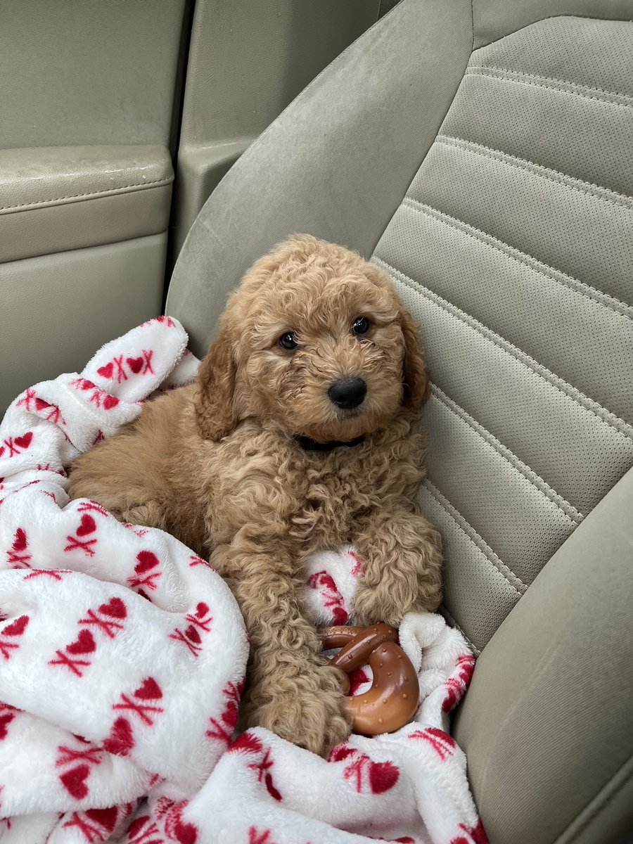 liftingandzombs's tweet photo. We got Riley a brother for his birthday! He’s so cute! We’re either gonna name him Rex or Rusty! 🖤 https://t.co/cvODSojEdj