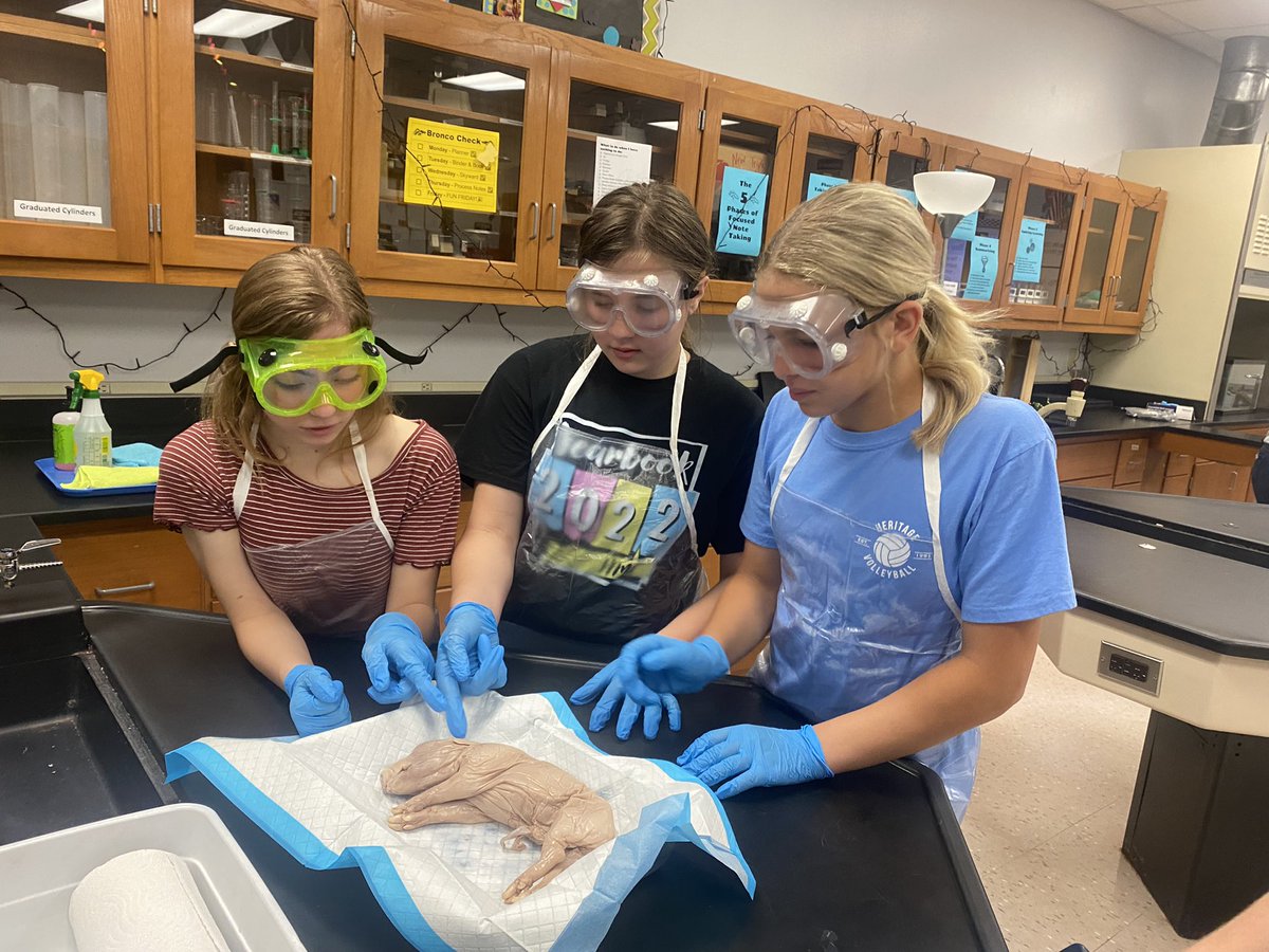 HMSAVID_Gordon's tweet image. First day of fetal pig autopsies for my 2nd period. External Autopsy! #ProudtobeaBronco #HMSScience @HMS_PTA