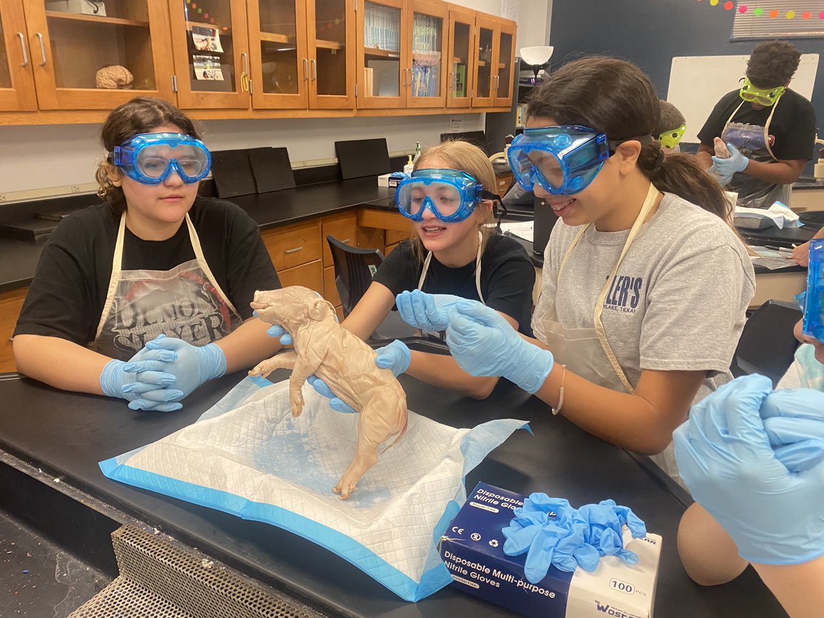 HMSAVID_Gordon's tweet image. First day of fetal pig autopsies for my 2nd period. External Autopsy! #ProudtobeaBronco #HMSScience @HMS_PTA
