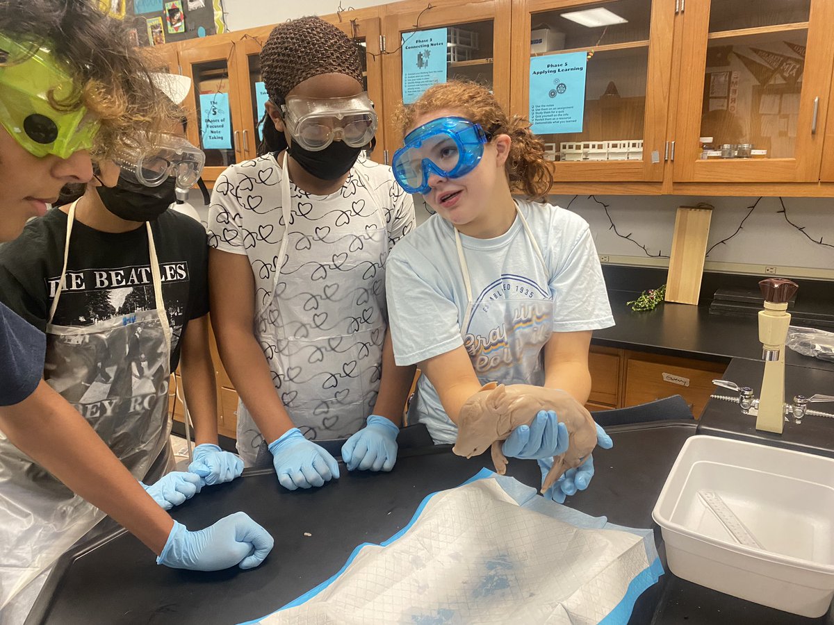 HMSAVID_Gordon's tweet image. First day of fetal pig autopsies for my 2nd period. External Autopsy! #ProudtobeaBronco #HMSScience @HMS_PTA