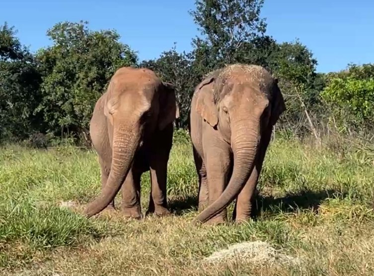 #Pocha & #Guille enjoying the #freedom of their new home, a #Sanctuary.
Mom & daughter, #NonHumanPerson under the Law⚖️ 
A lesson for the '1st World', from the South.... 
For the hypocritical & blind 'country of freedom'🗽
In honor of #Happy & all captive elephants.
#FreeHappy ‼️
