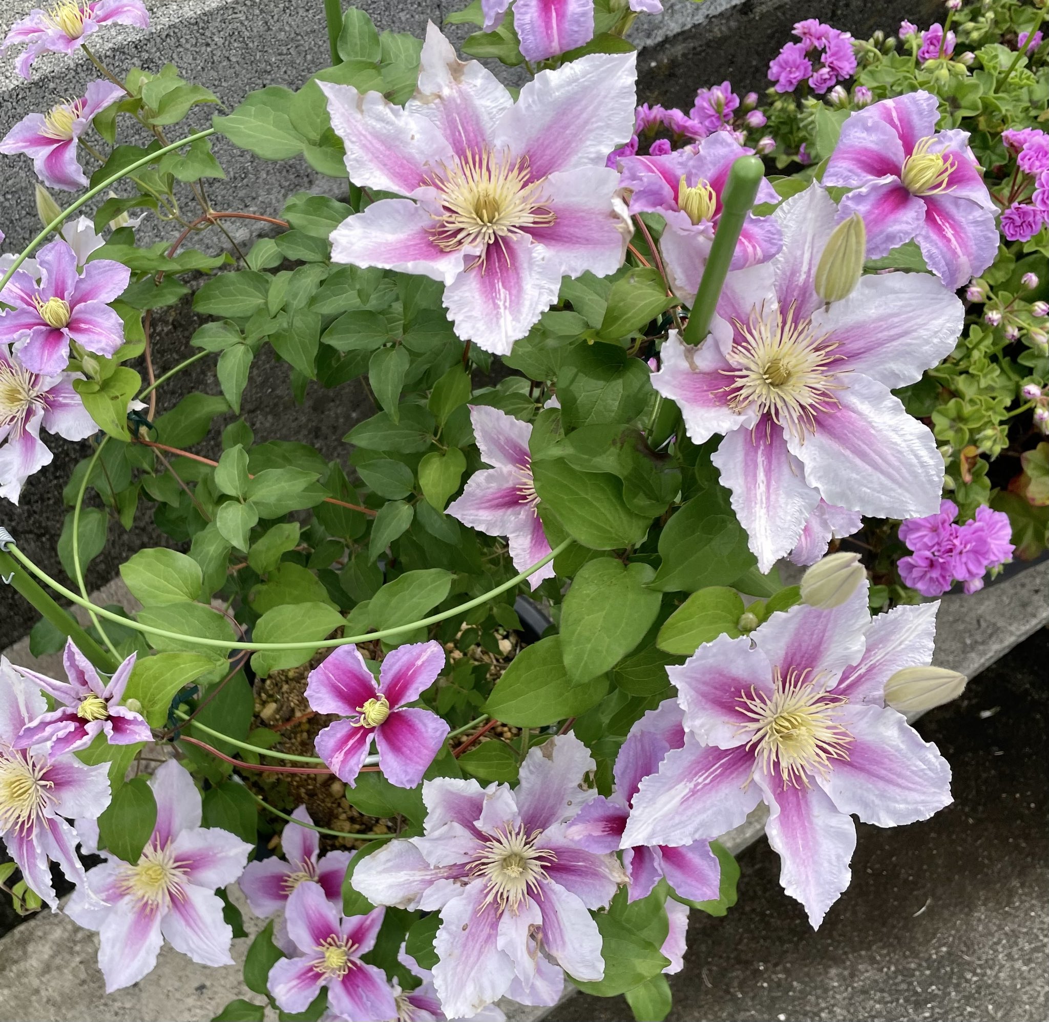 池ポチャ野郎 つる植物の女王 クレマチス 花 フラワー ピンクの花 白い花 つる性植物 つる植物の女王 T Co Rlj7iyh576 Twitter 池ポチャ野郎 つる植物の女王 クレマチス 花 フラワー ピンクの花 白い花 つる性植物 つる植物の女王 T Co Rlj7iyh576 Twitter