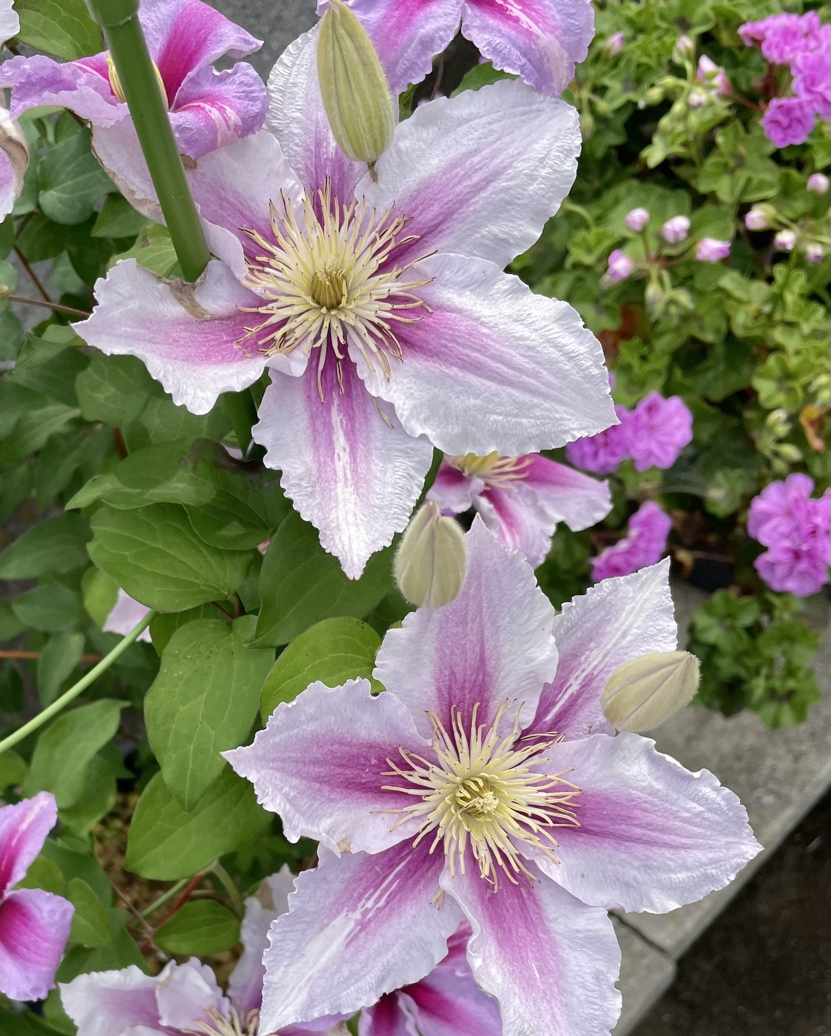 池ポチャ野郎 つる植物の女王 クレマチス 花 フラワー ピンクの花 白い花 つる性植物 つる植物の女王 T Co Rlj7iyh576 Twitter
