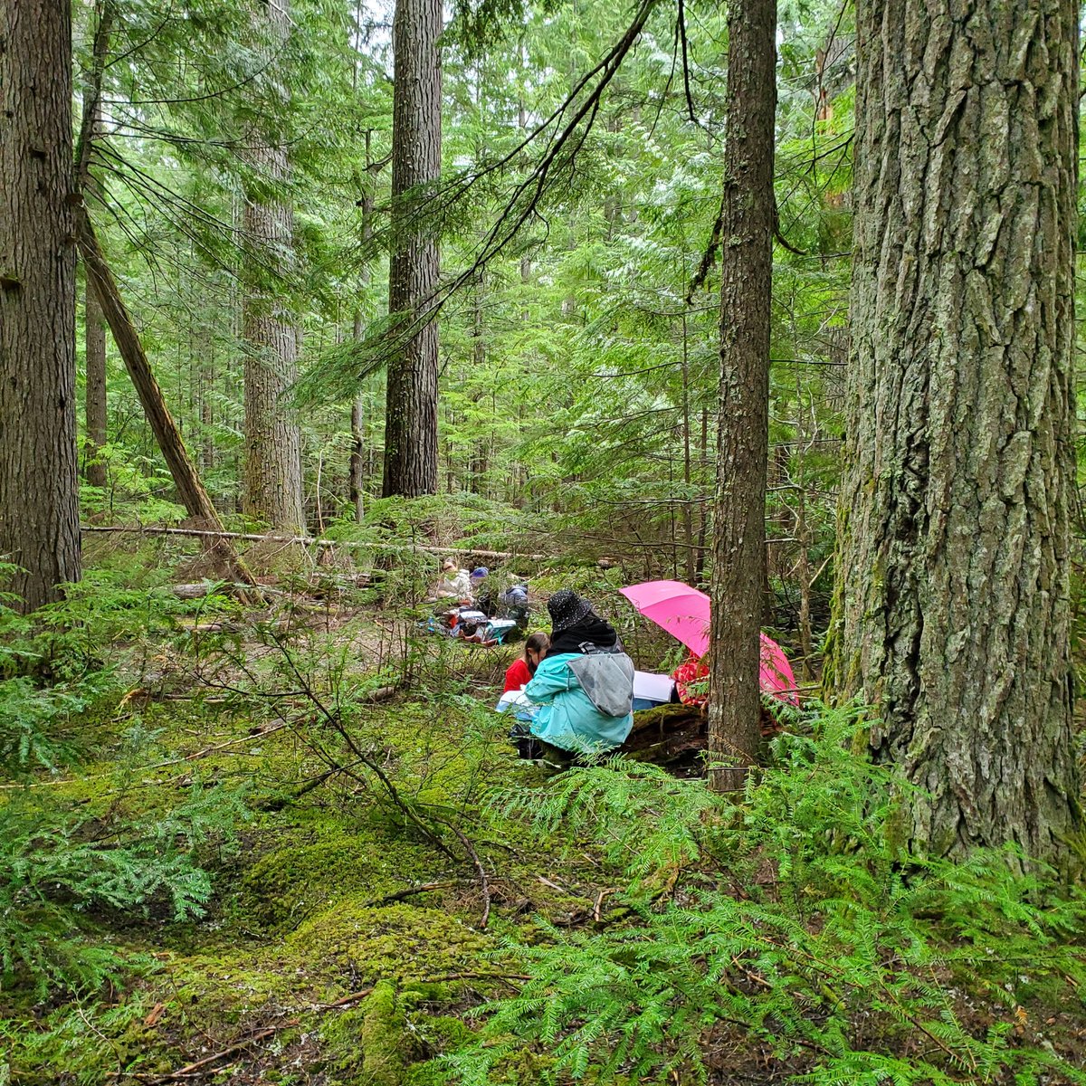 MollyCooperman's tweet photo. Lots of rain in the #Shuswap Interior Cedar Hemlock #Rainforest #Wildschool field trip to North Fork Wild #Shuswaptrails @HCTF_Education @sd83schools https://t.co/f1qSe7EvtE