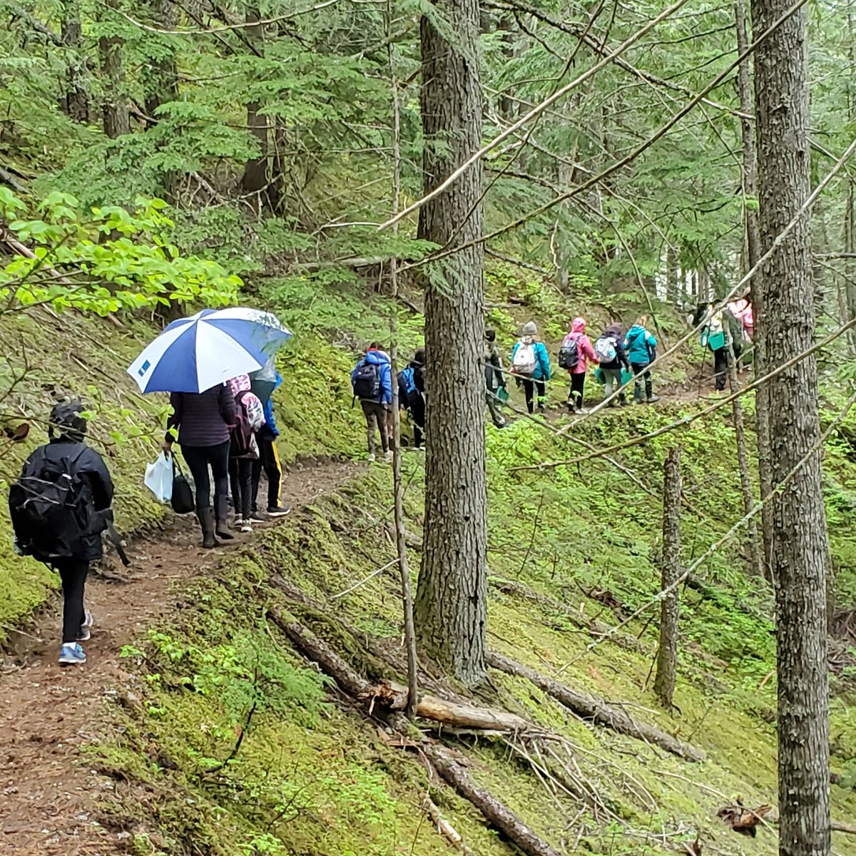 MollyCooperman's tweet photo. Lots of rain in the #Shuswap Interior Cedar Hemlock #Rainforest #Wildschool field trip to North Fork Wild #Shuswaptrails @HCTF_Education @sd83schools https://t.co/f1qSe7EvtE